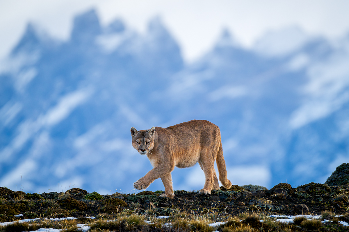New! Patagonia in Winter!
