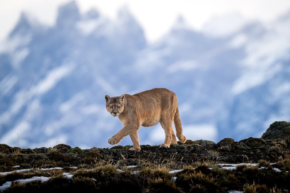 New! Patagonia in Winter!