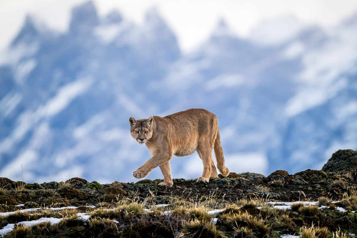New! Patagonia in Winter!