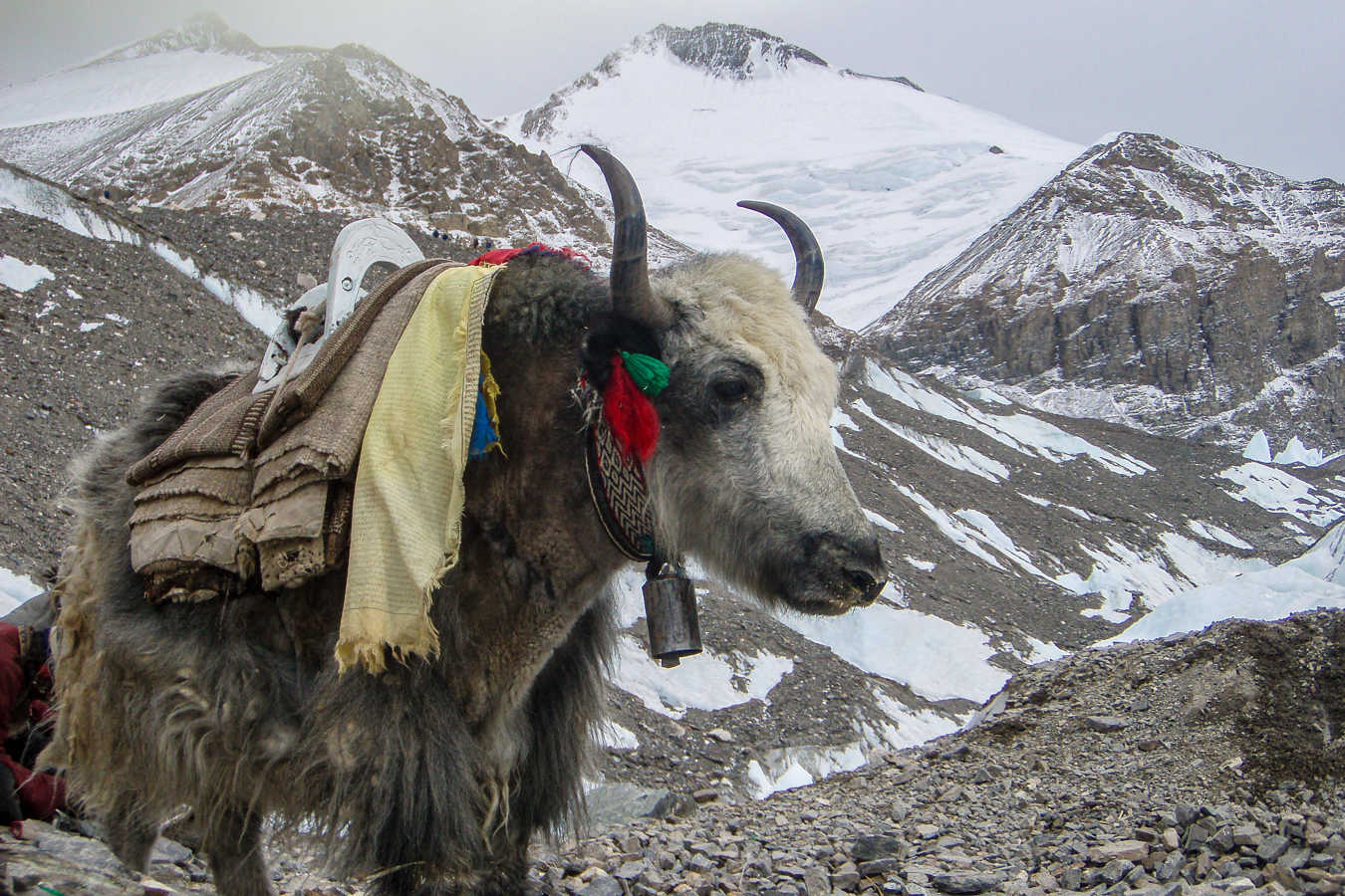 Yak