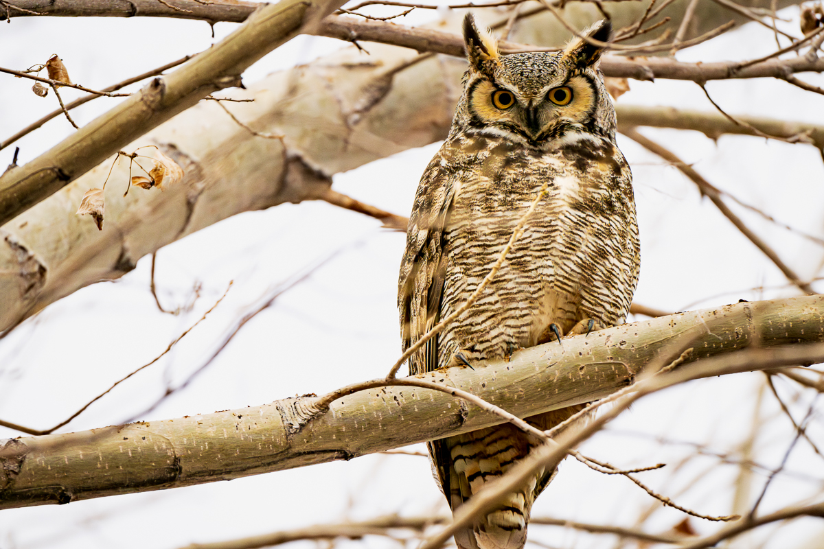 Great Horned Owl Sitting in a Tree - February