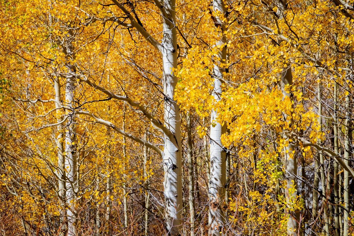 Yellow Fall - Marlette Lake