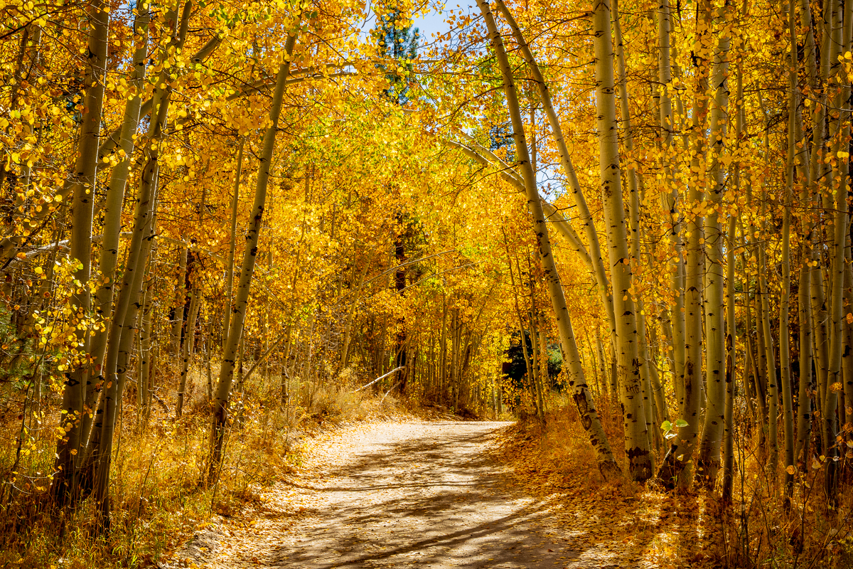 Yellow Fall - Marlette Lake