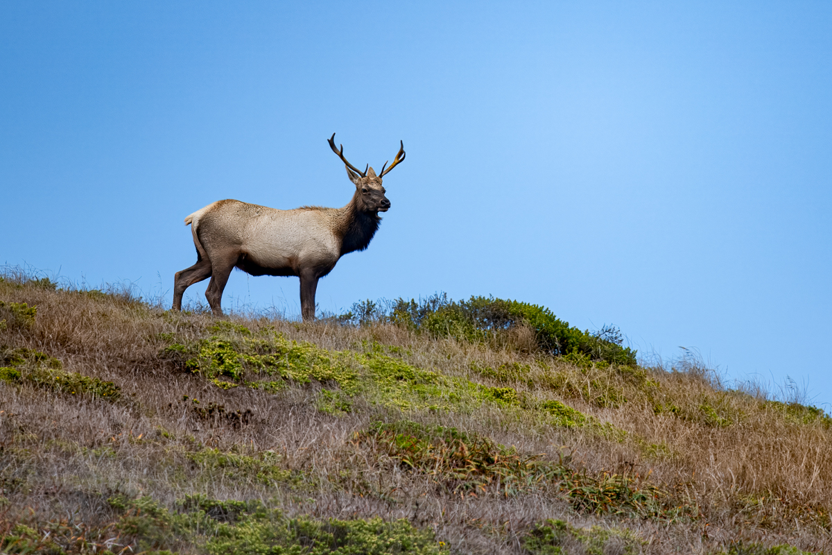 Elk