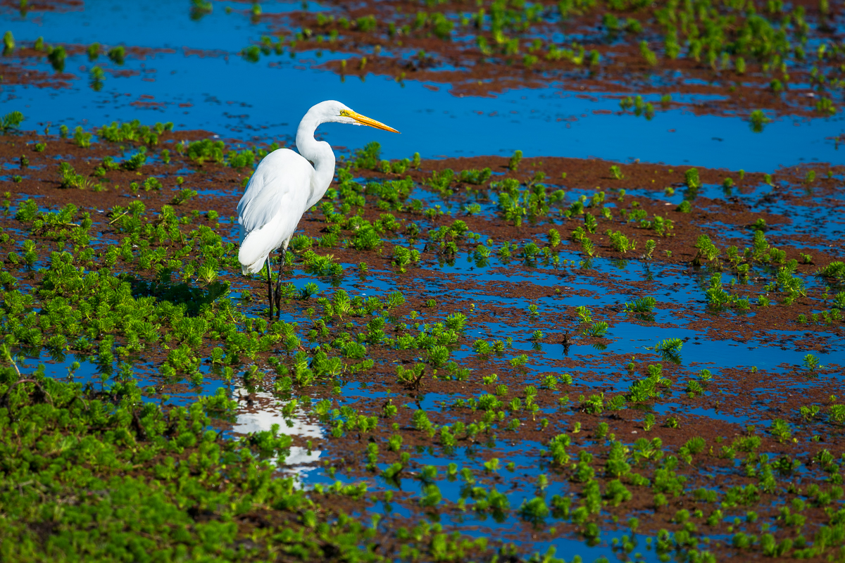 Great White Egret