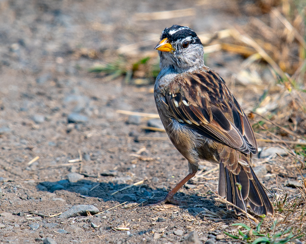 White Crowned Sparrow