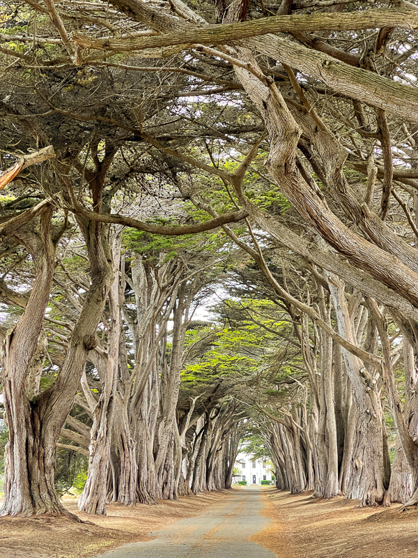 Cyprus Tree Tunnel