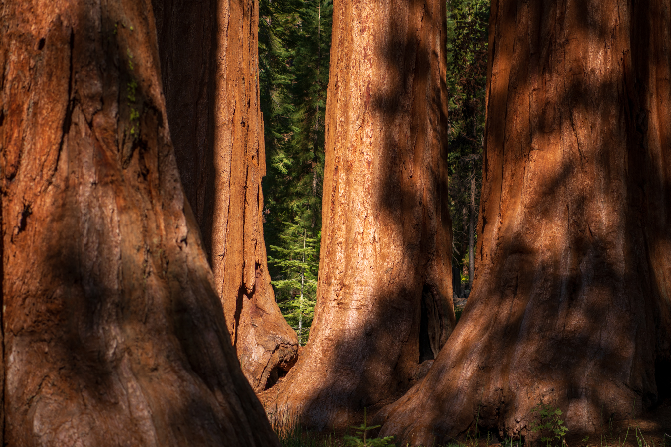 Giant Sequoias