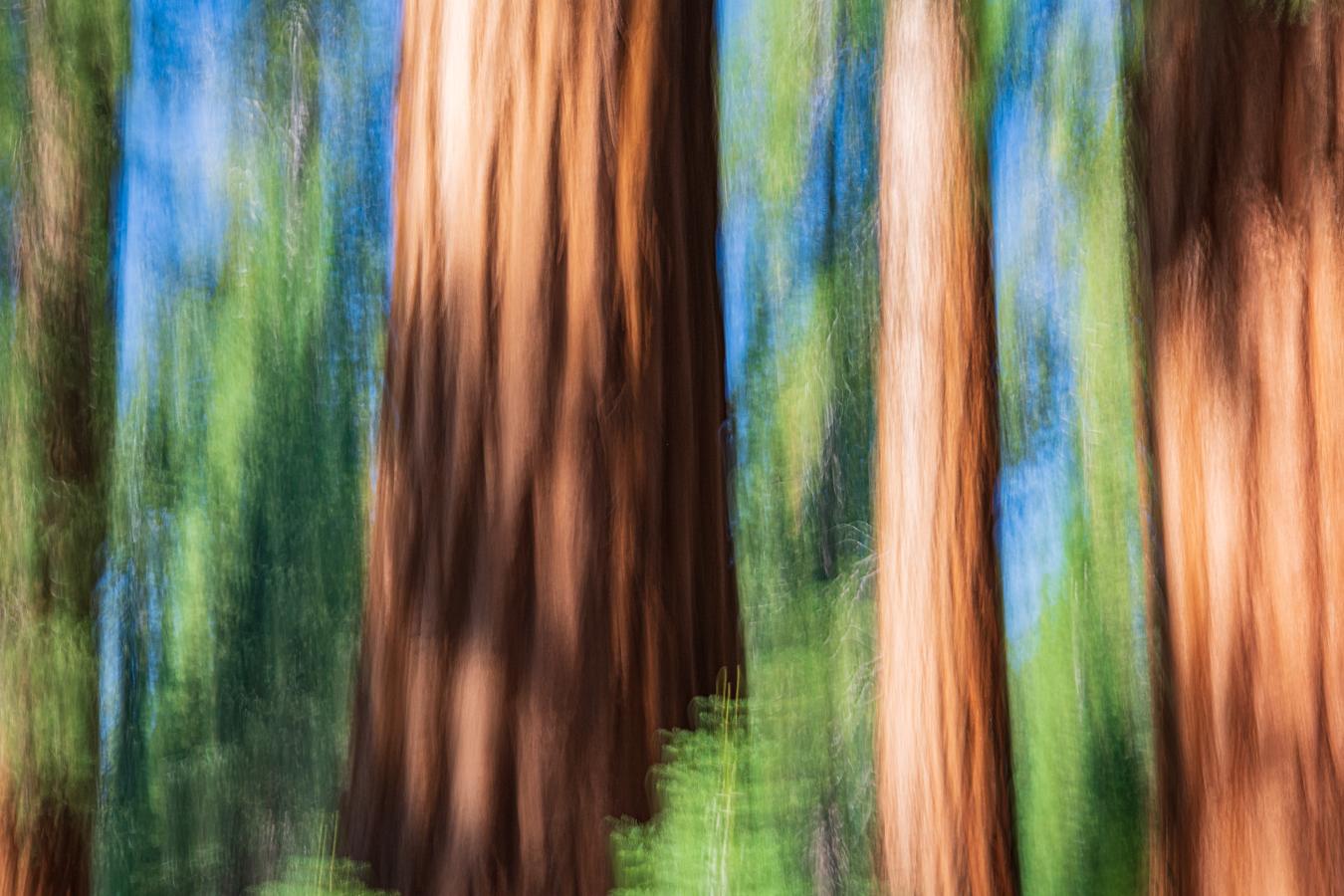 Giant Sequoias