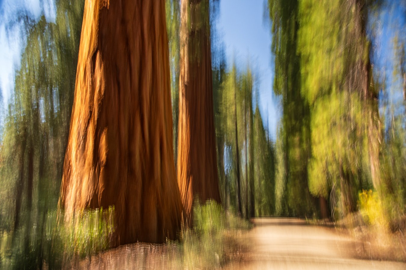 Giant Sequoias
