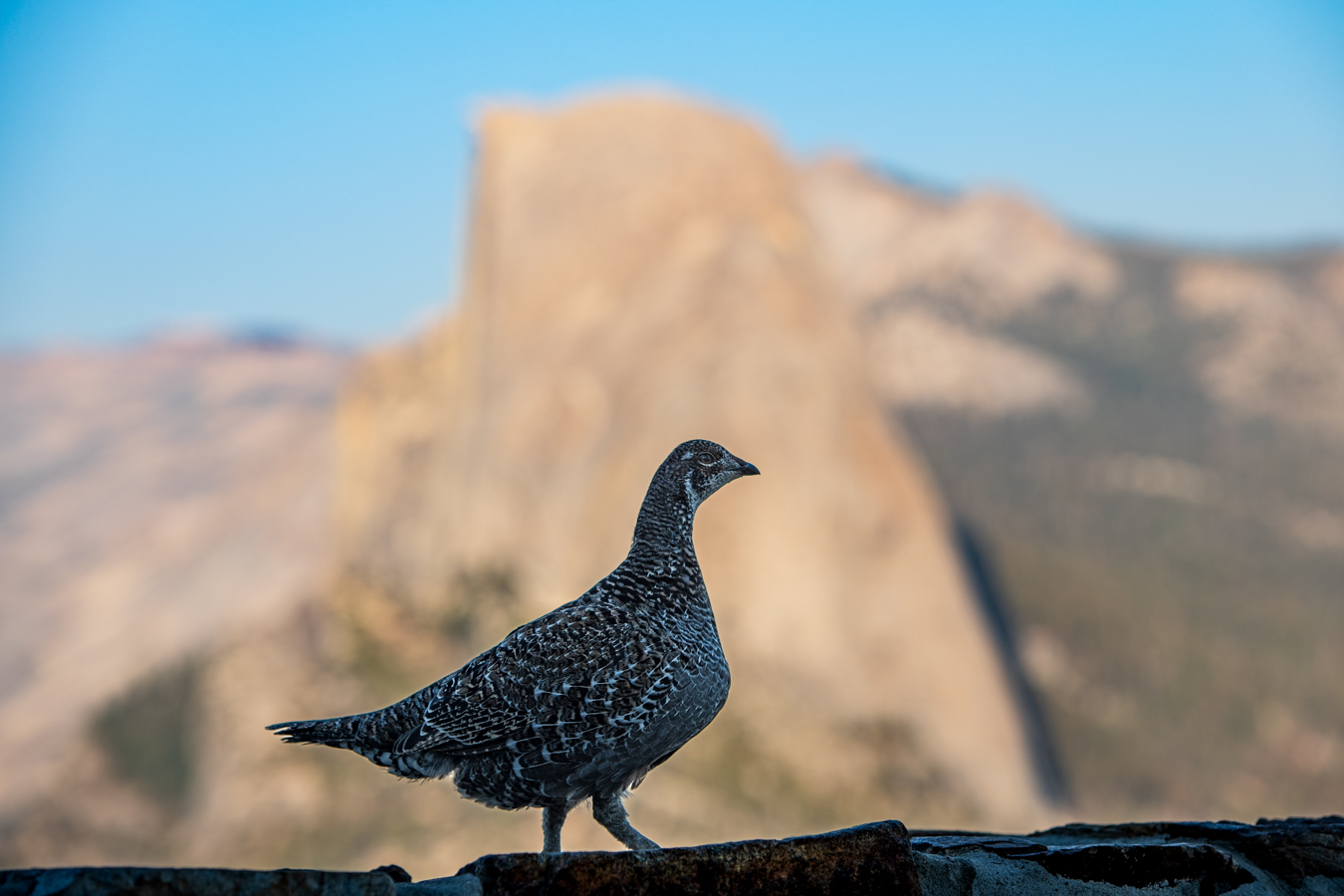 Sooty Grouse - Yosemite