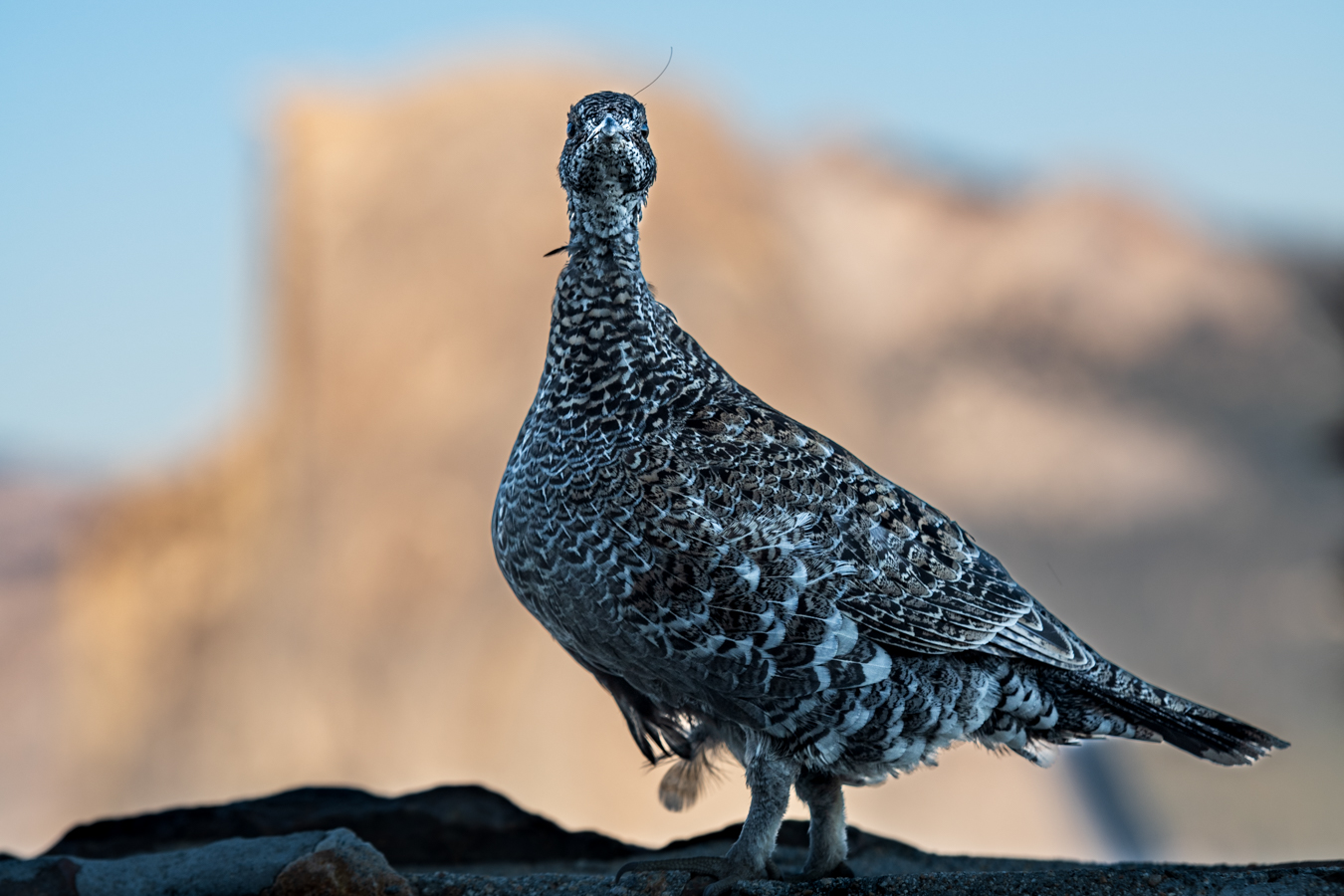 Sooty Grouse - Yosemite