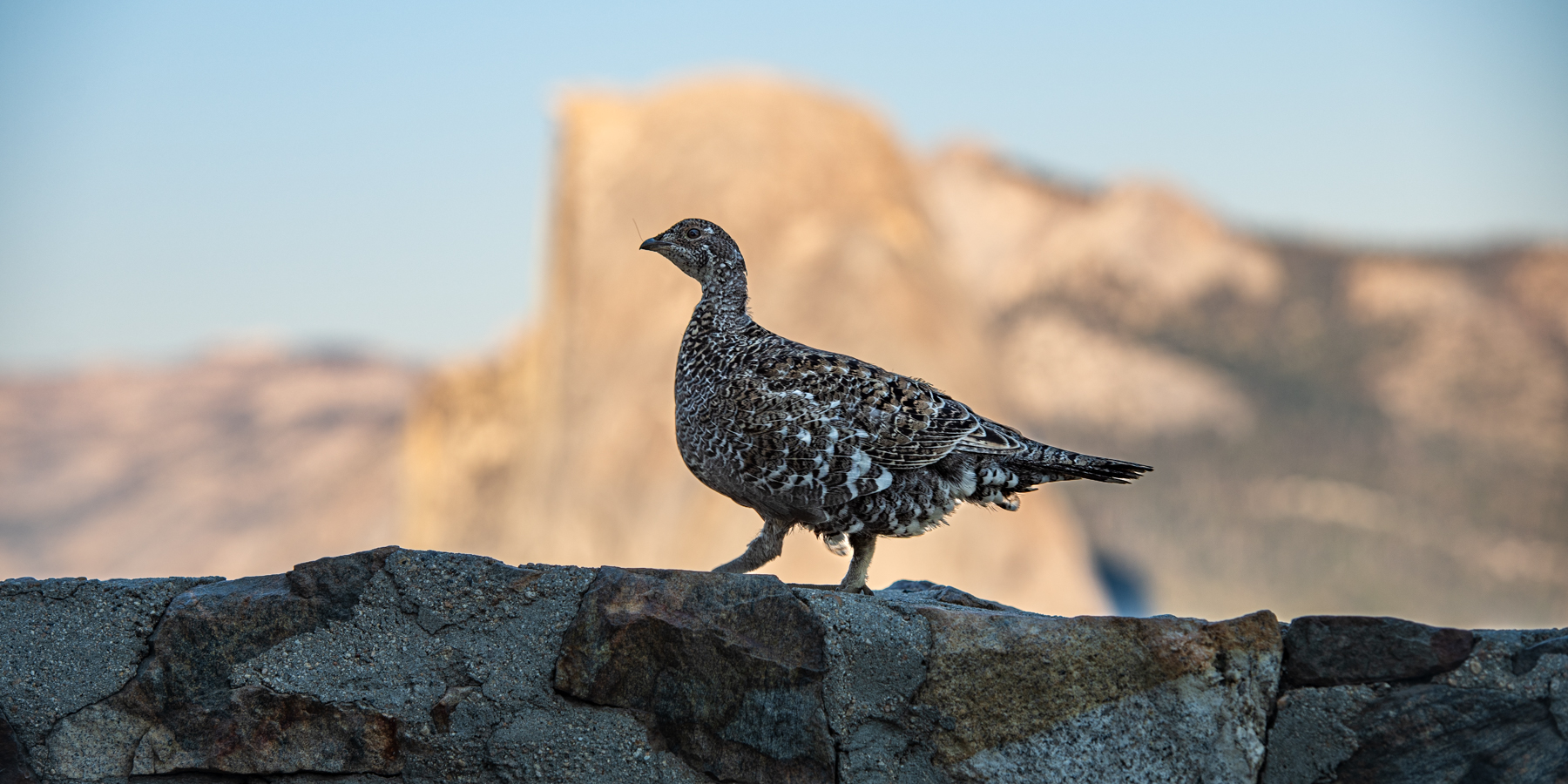 Sooty Grouse - Yosemite
