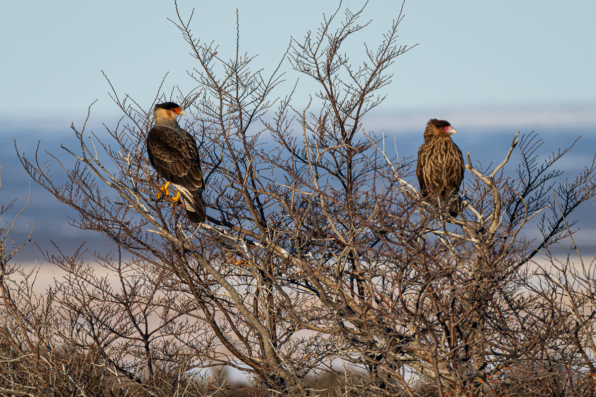 Caracaras