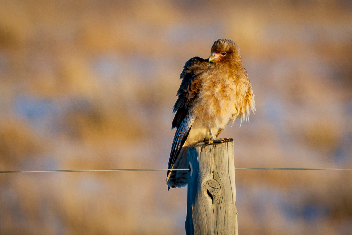 Caracara