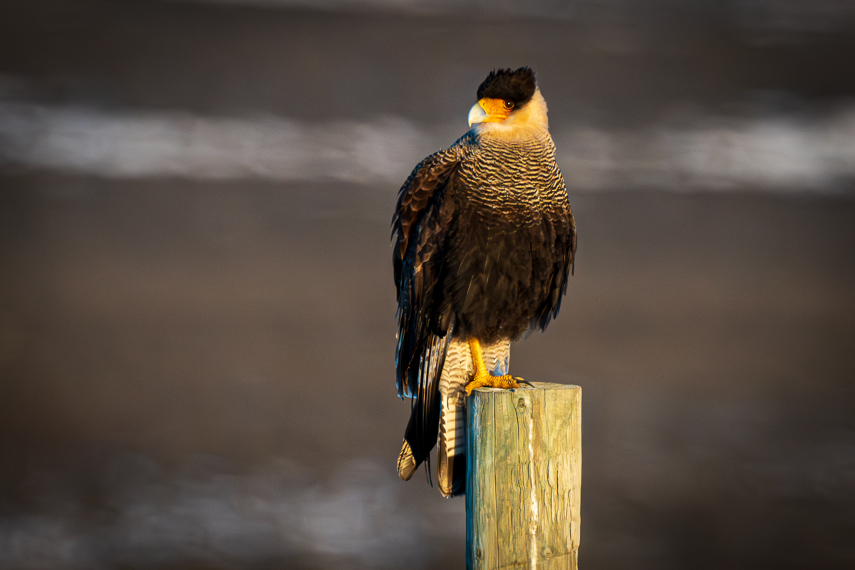Southern Crested Caracara
