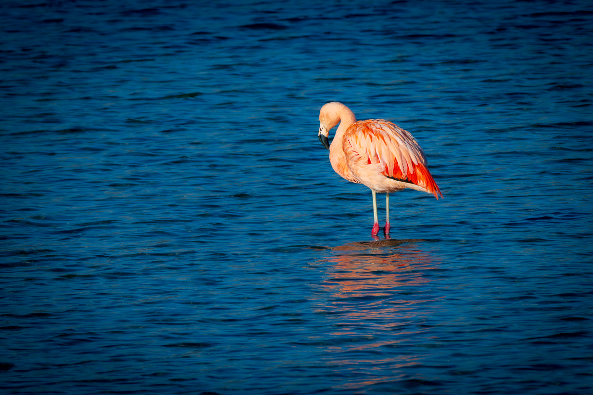 Pink Flamingo