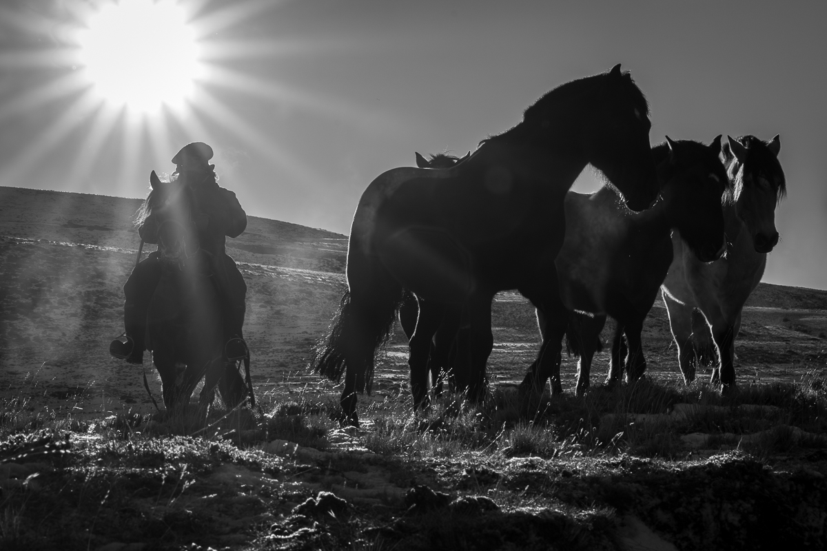 The Gaucho