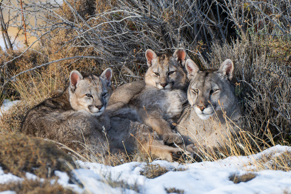 Escarcha and Her Cubs