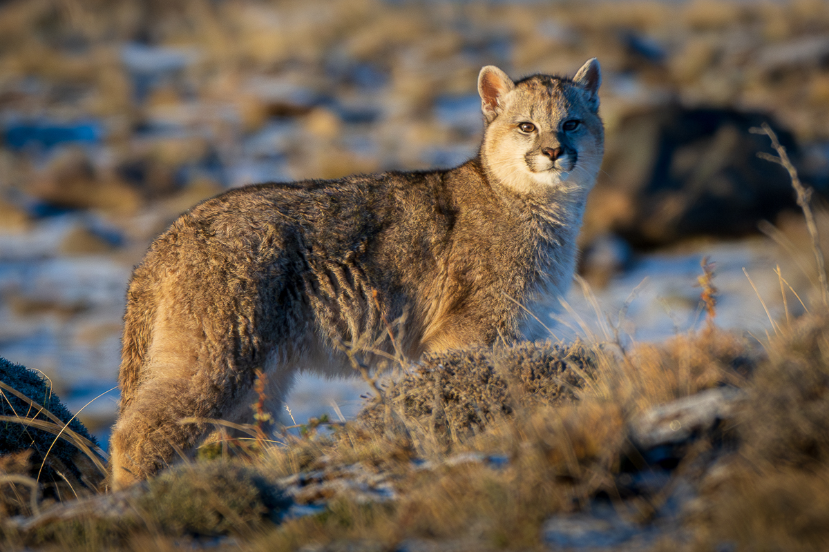 Escarcha's Cub