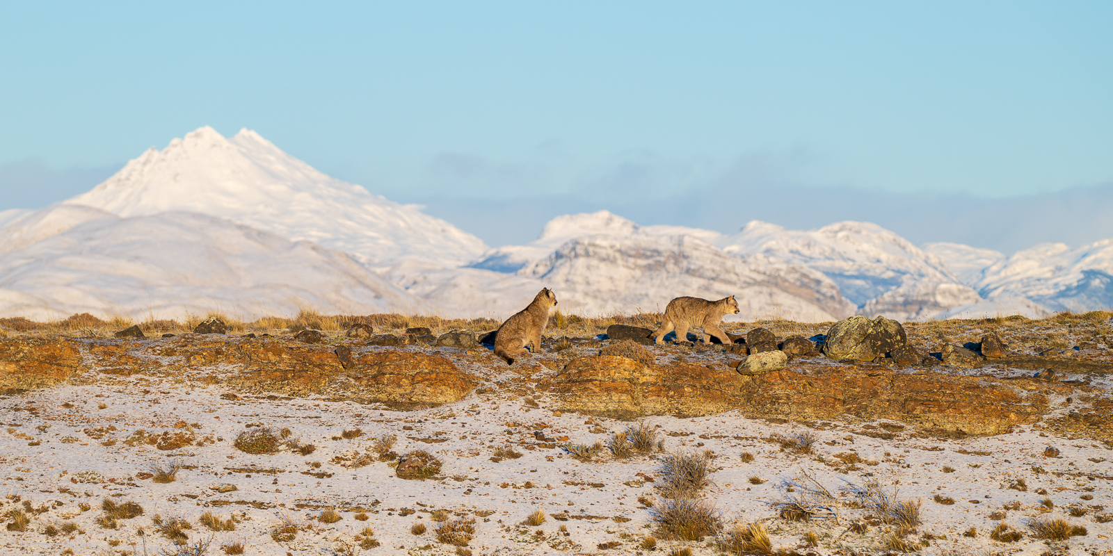 Escarcha and Her Cubs