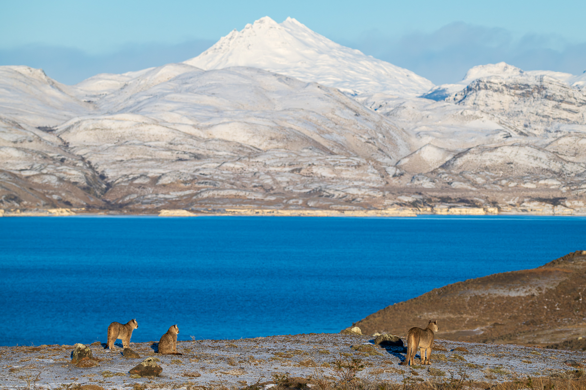 Escarcha and Her Cubs