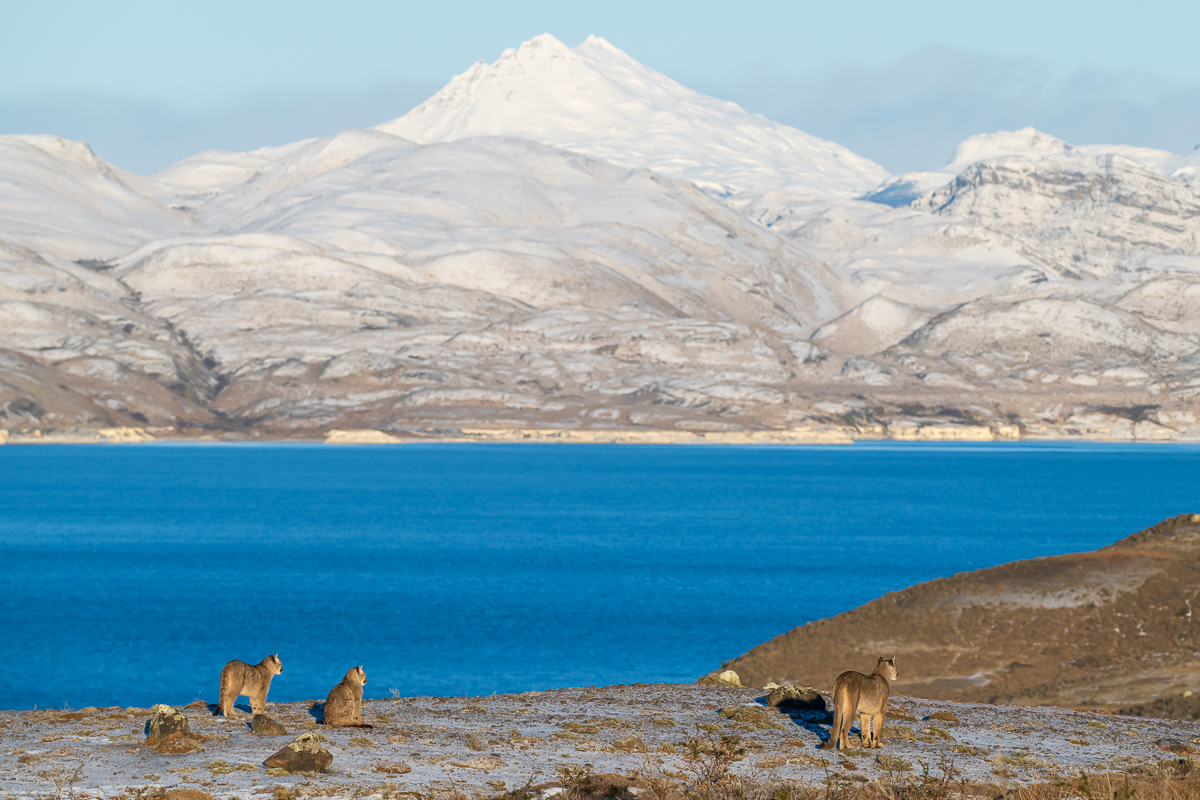 Escarcha and Her Cubs