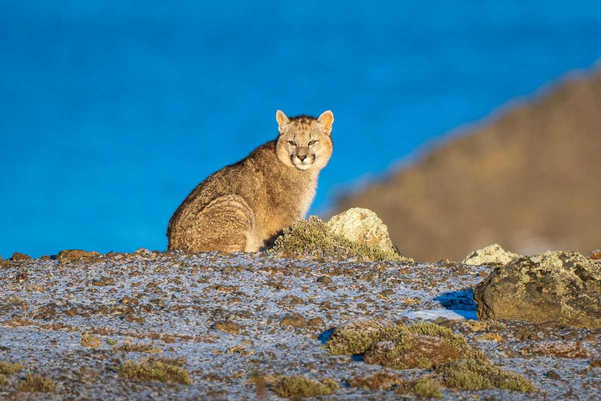 Escarcha's Cub