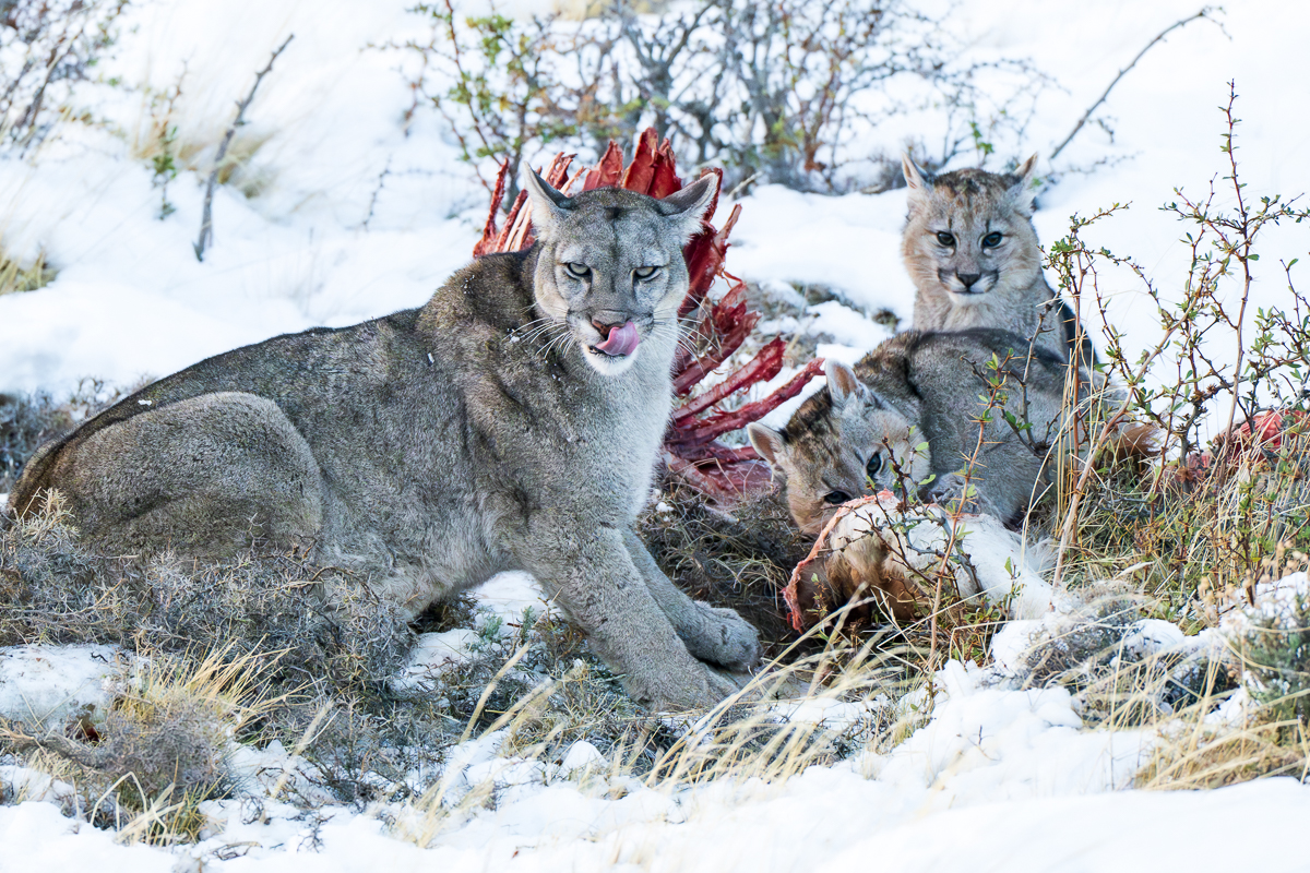 Escarcha and a Carcass