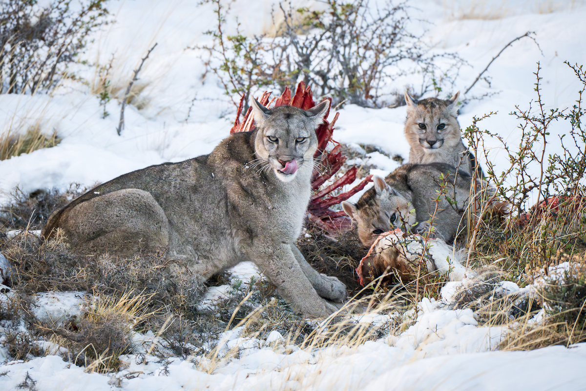 Escarcha and Her Cubs