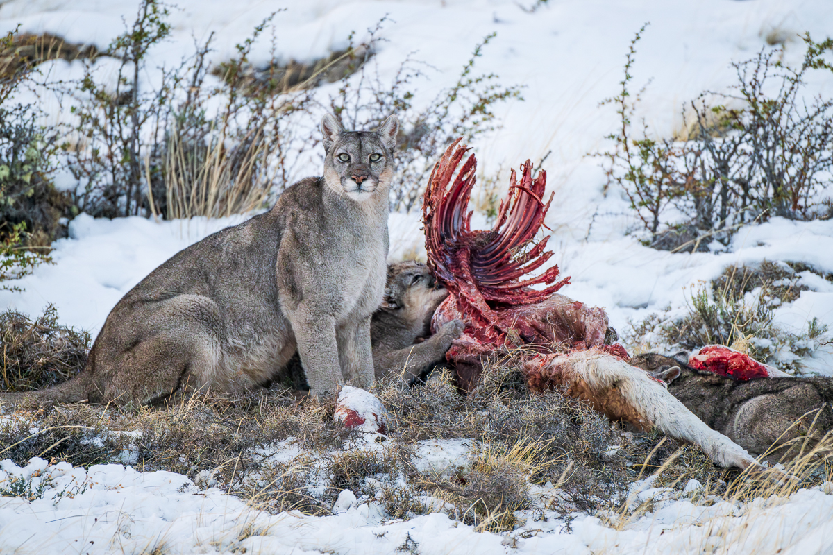 Escarcha and Her Cubs