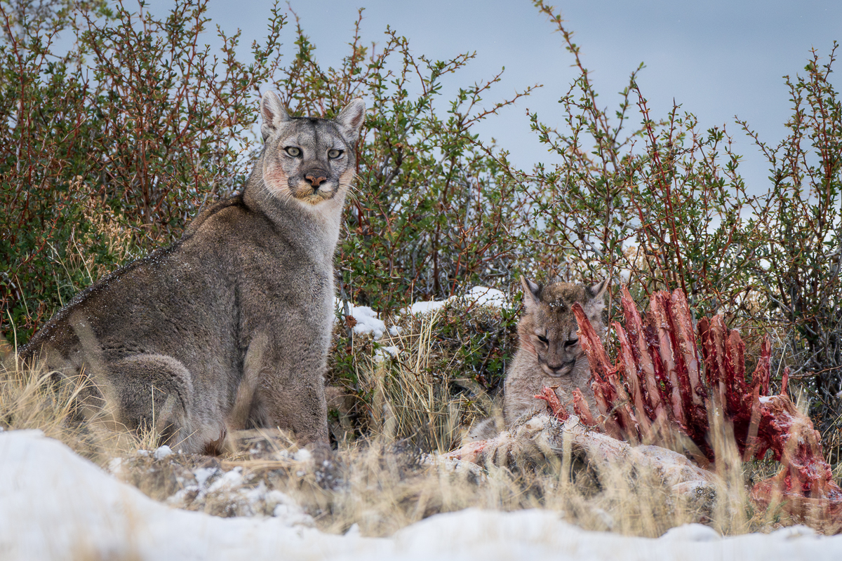 Escarcha and Her Cubs