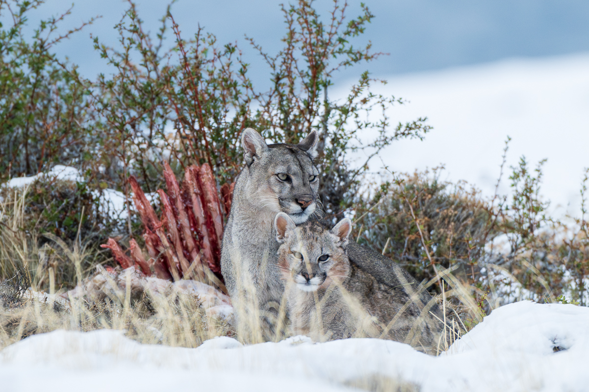 Escarcha and Her Cubs