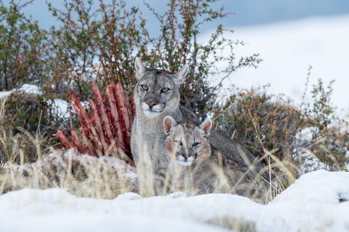 Escarcha and Her Cubs