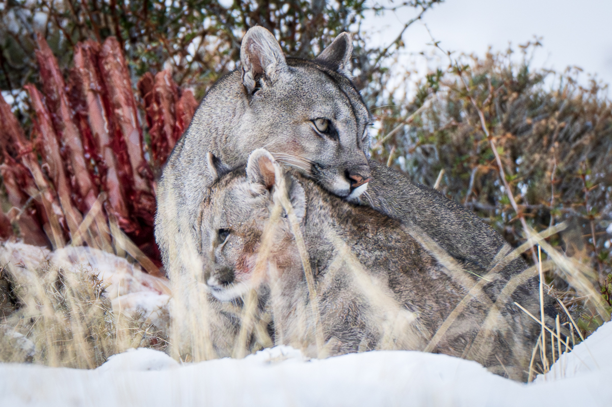 Escarcha and Her Cubs