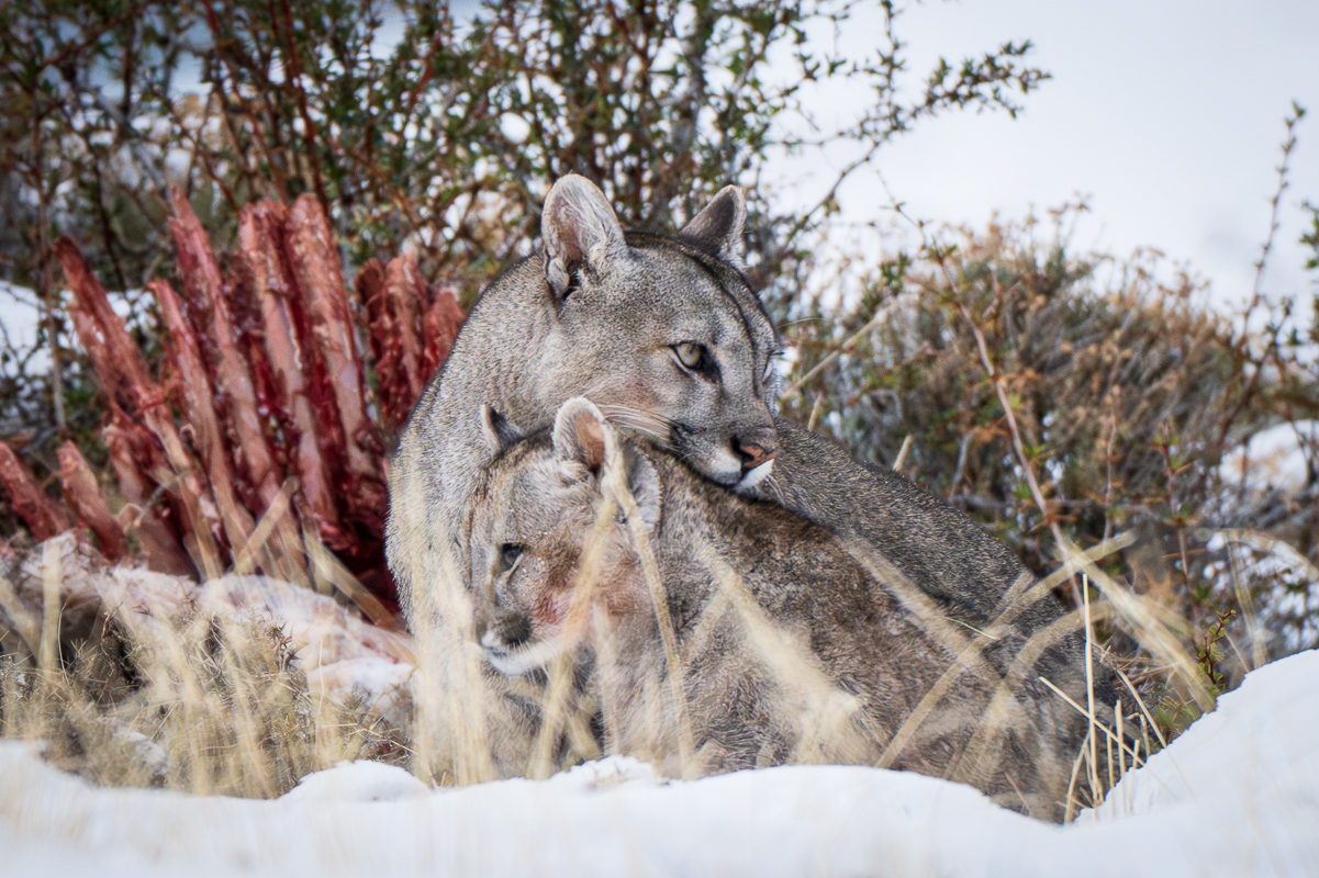Escarcha and Her Cubs