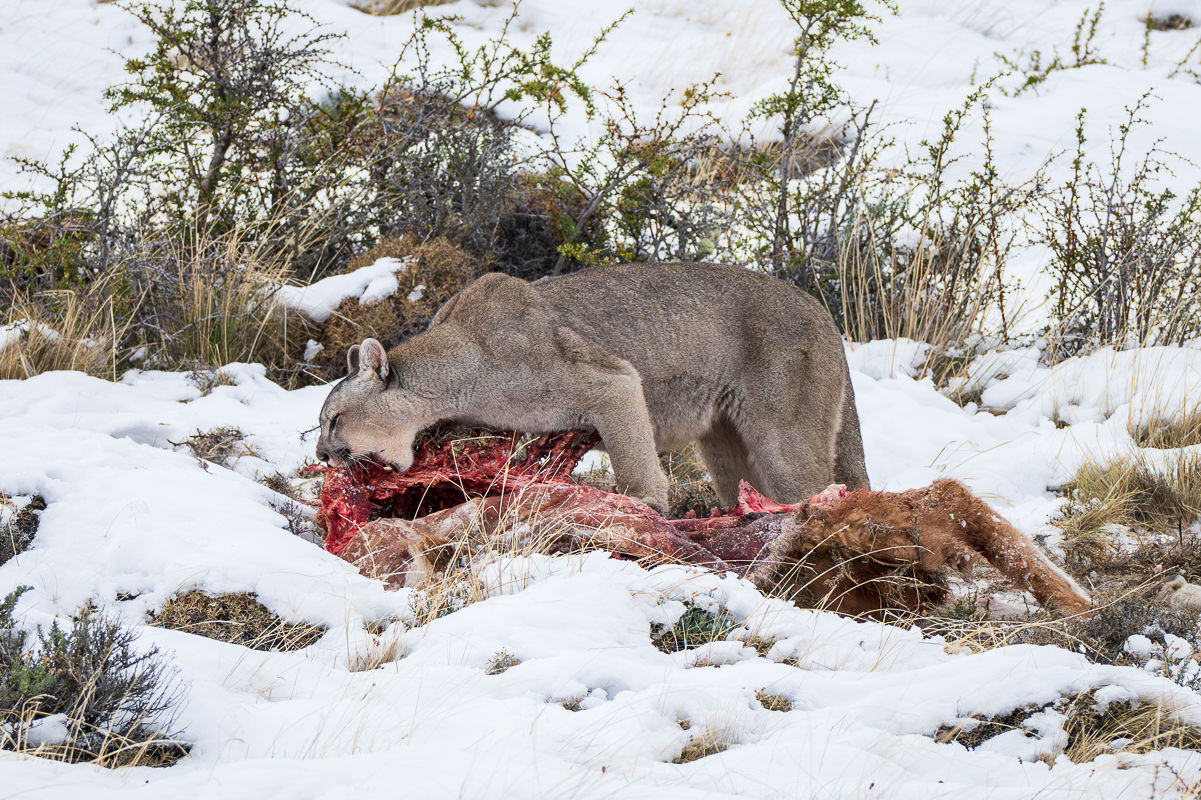 Escarcha and Her Cubs