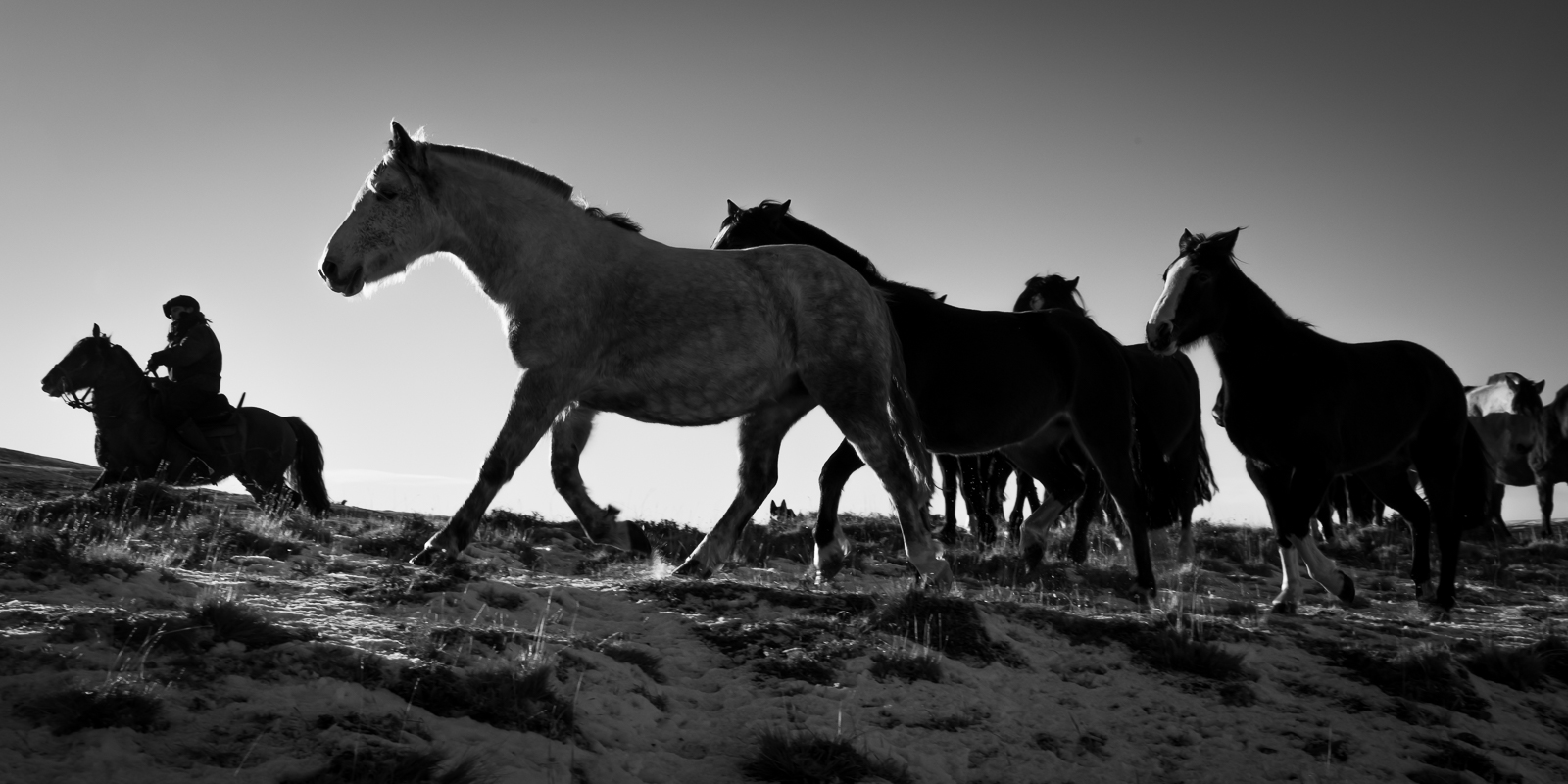 Early Morning Horse Roundup