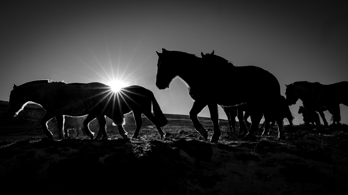 Early Morning Horse Roundup