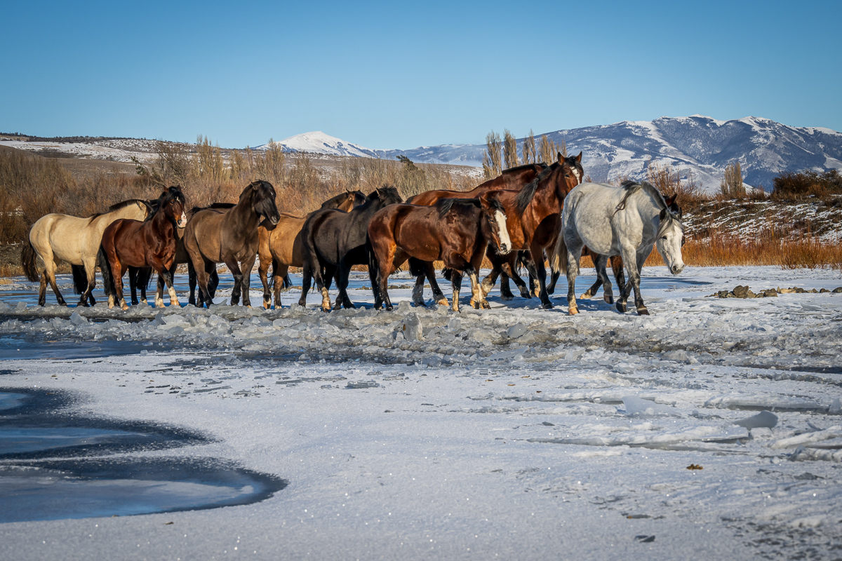 Ranch Horses