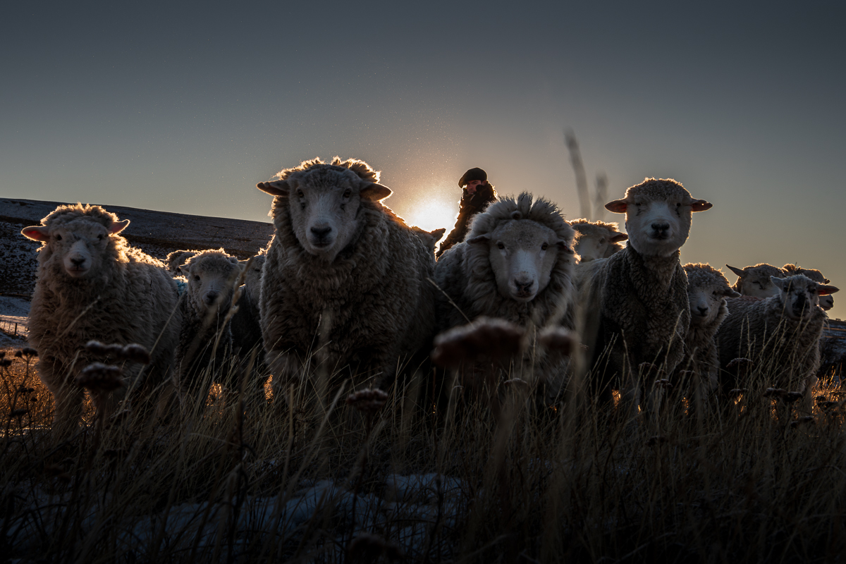 Mind the Sheep