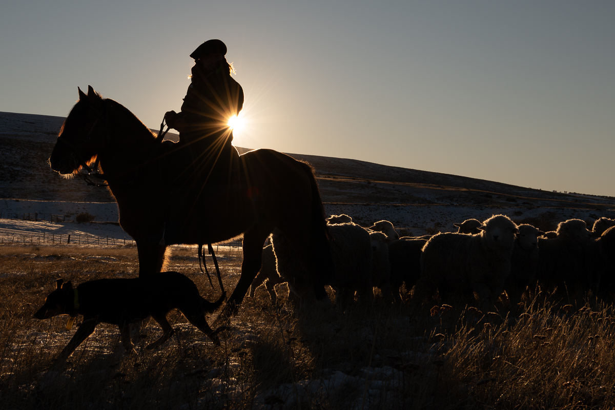 Early Morning Herd