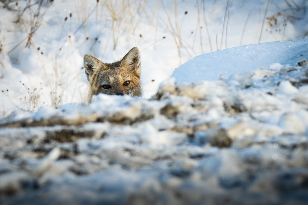 Gray Fox