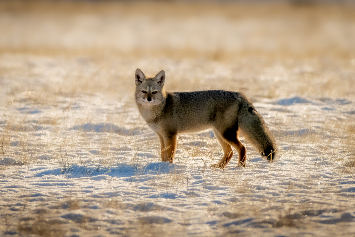 Gray Fox