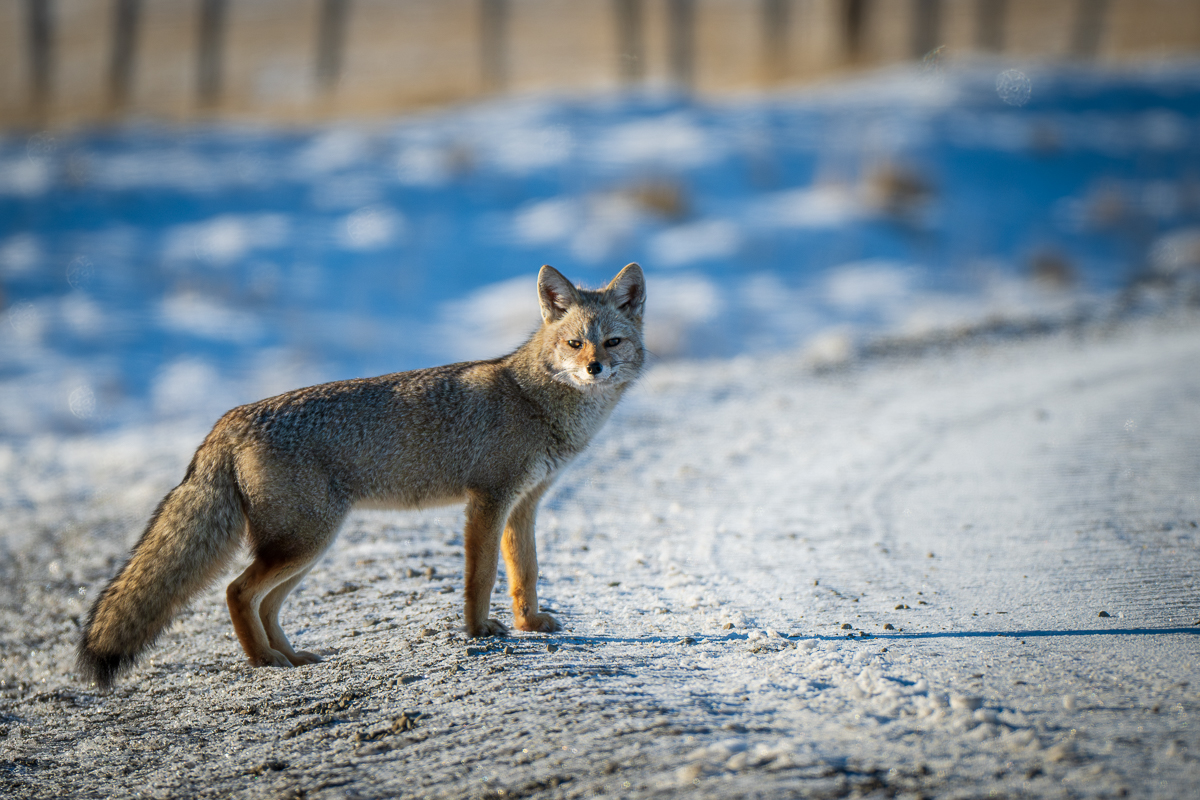 Gray Fox