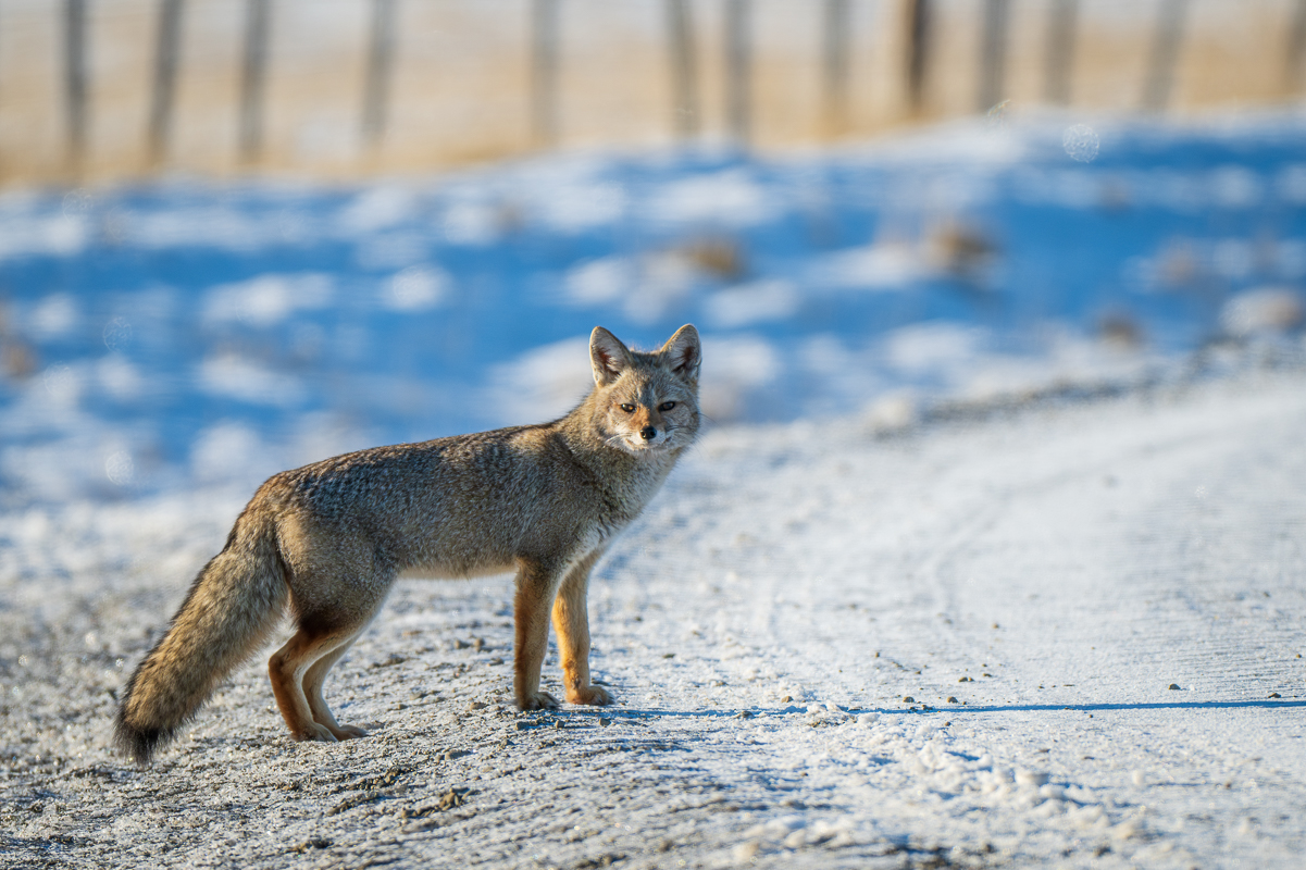 Gray Fox