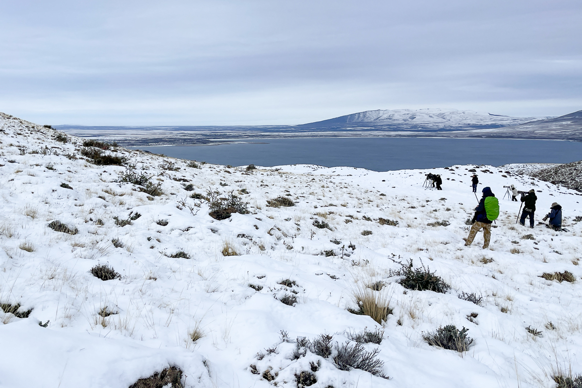 July 17 - A very cold day watching Escarcha and her cubs eat a guanaco