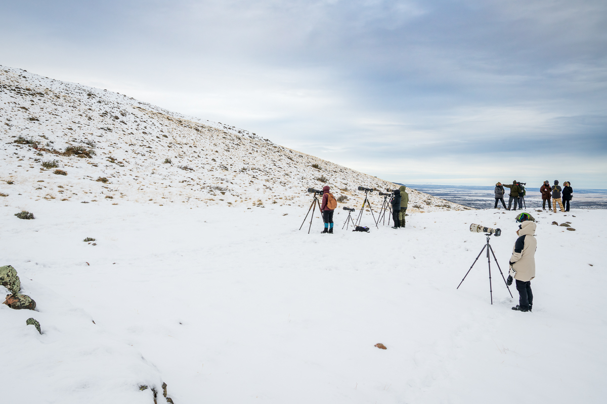A very cold day watching Escarcha and her cubs eat a guanaco carcass