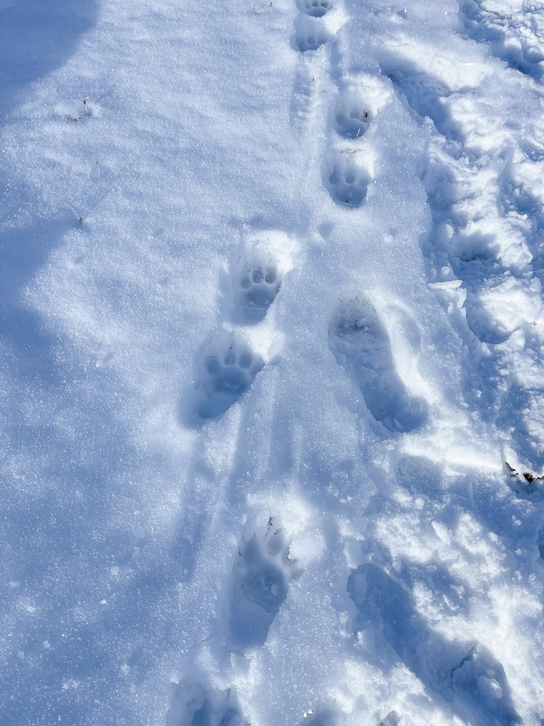 Tracks!