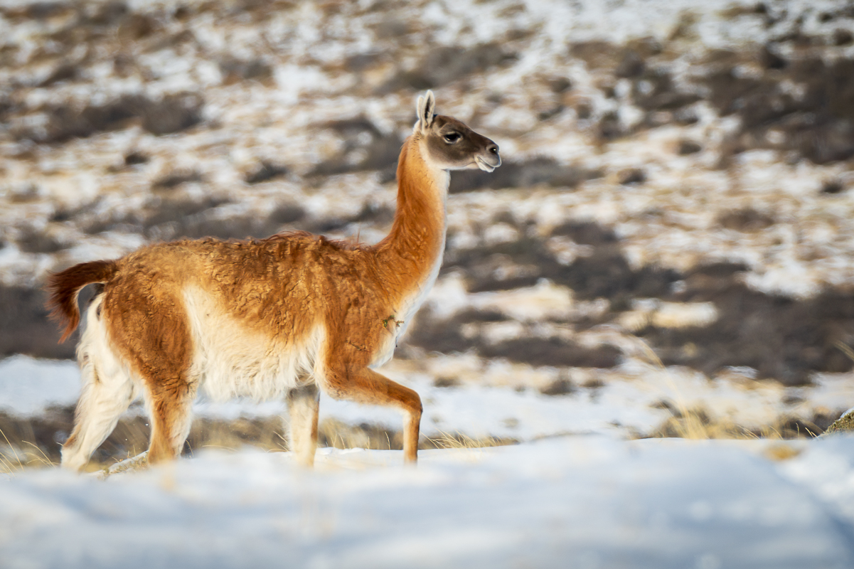 Guanaco